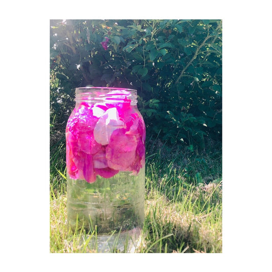 Making Rose Water Under the Summer Sun